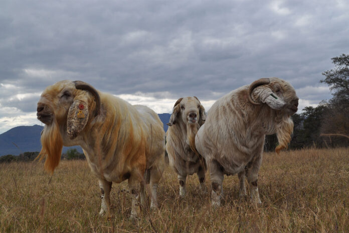 From bush control to Savanna stud breeding