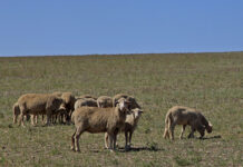 Five checks that could save sheep from costly losses