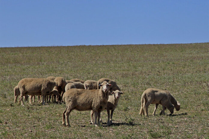 Five checks that could save sheep from costly losses