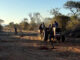 Botswana to streamline game-farming permit applications