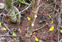 Humid conditions trigger early Sclerotinia infections