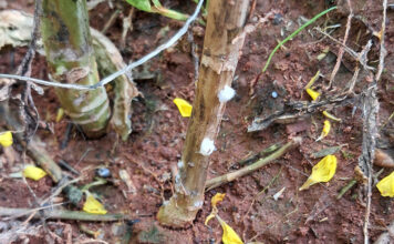 Humid conditions trigger early Sclerotinia infections