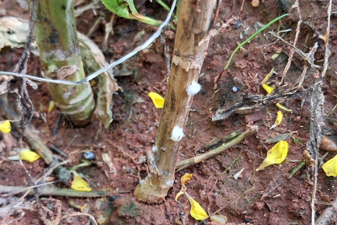 Humid conditions trigger early Sclerotinia infections