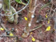Humid conditions trigger early Sclerotinia infections