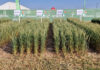 Technology and resilience in focus on first day at Nampo Cape 2026