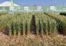 Technology and resilience in focus on first day at Nampo Cape 2026