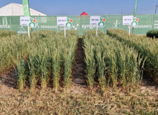 Technology and resilience in focus on first day at Nampo Cape 2026