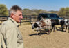 Adaptability remains the Nguni’s greatest strength