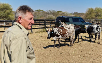 Adaptability remains the Nguni’s greatest strength