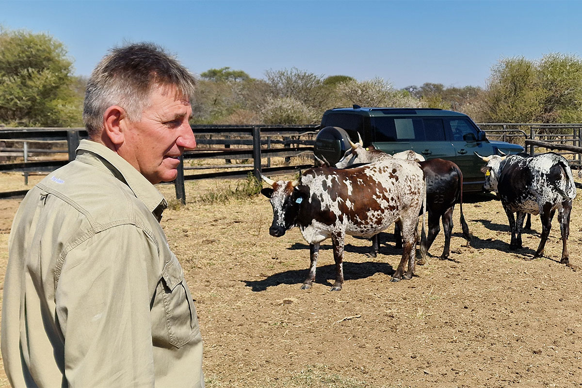 Adaptability remains the Nguni's greatest strength