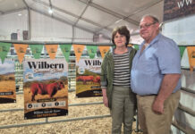 Climate change could make Senepol a winner for the Western Cape