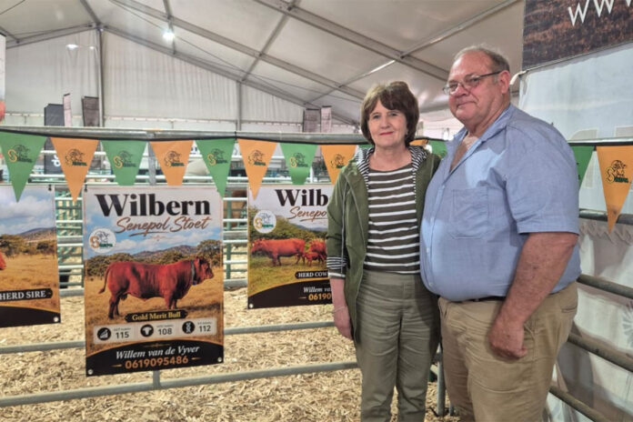 Climate change could make Senepol a winner for the Western Cape