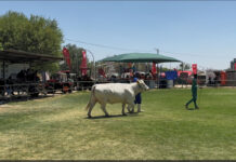 No livestock allowed at Namibian agricultural shows due to FMD outbreak windhoek show