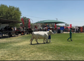 No livestock allowed at Namibian agricultural shows due to FMD outbreak