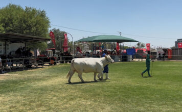 No livestock allowed at Namibian agricultural shows due to FMD outbreak windhoek show