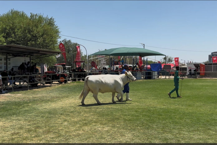 windhoek show
