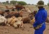 Poisonous plants: a hidden threat to livestock farm profitability