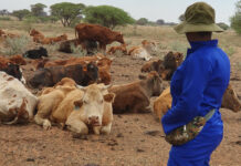Poisonous plants: a hidden threat to livestock farm profitability