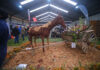 A flower spectacle at Nampo Cape