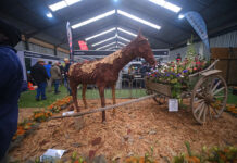 A flower spectacle at Nampo Cape