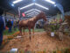 A flower spectacle at Nampo Cape