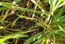 Drought demands a different way of making farming decisions