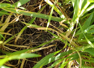 Drought demands a different way of making farming decisions