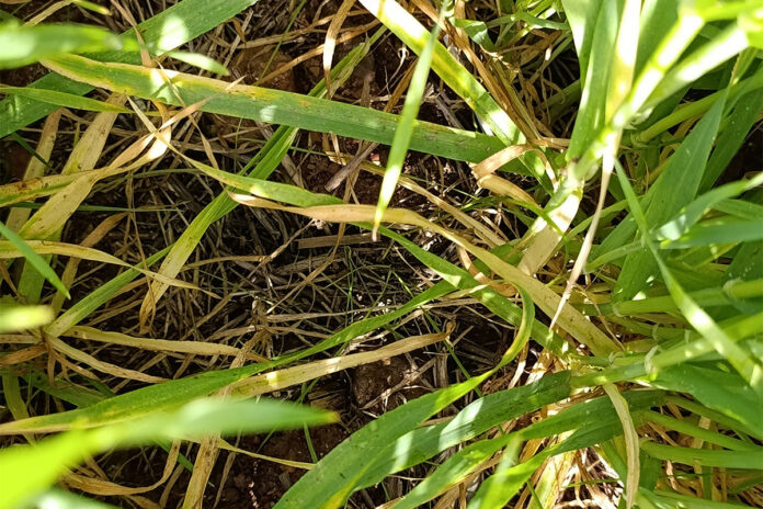 Drought demands a different way of making farming decisions