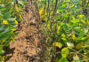 Early weed control lays the foundation for summer crop yields