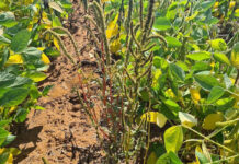 Early weed control lays the foundation for summer crop yields