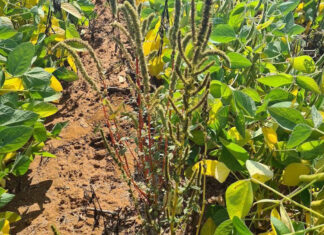 Early weed control lays the foundation for summer crop yields