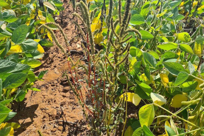 Early weed control lays the foundation for summer crop yields