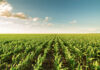 Land Bank funding squeeze puts agri transformation under scrutiny