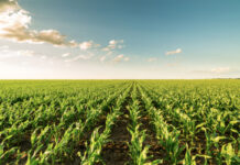 Land Bank funding squeeze puts agri transformation under scrutiny