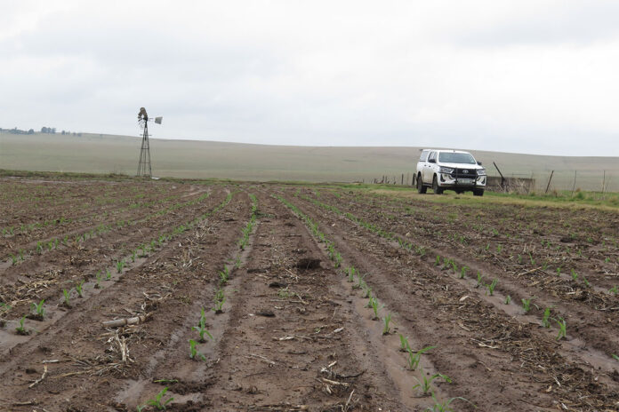 El Niño is here: should the production plan change?