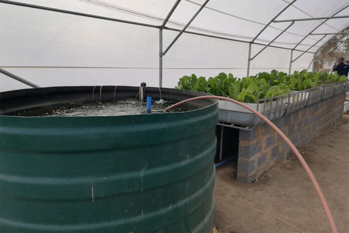Aquaponics offers a practical solution for farming with less water
