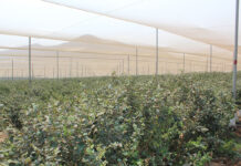 Farmers urged to chase profit, not tons