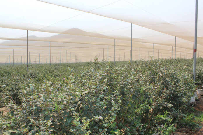 Farmers urged to chase profit, not tons