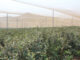 Farmers urged to chase profit, not tons