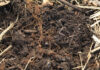 Drought resilience starts below the soil surface