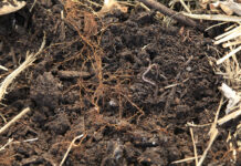 Drought resilience starts below the soil surface