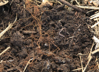 Drought resilience starts below the soil surface