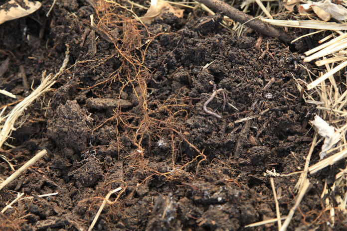 Drought resilience starts below the soil surface