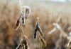 SA soya beans grab a corner of the Chinese market