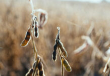 SA soya beans grab a corner of the Chinese market