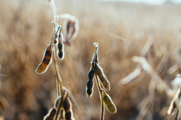 SA soya beans grab a corner of the Chinese market