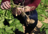 Potato prices slide as onion market holds firm