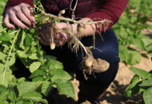 Potato prices slide as onion market holds firm