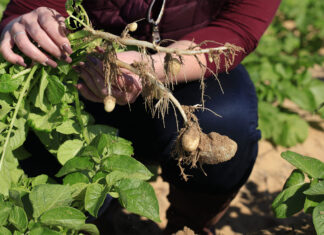 Potato prices slide as onion market holds firm