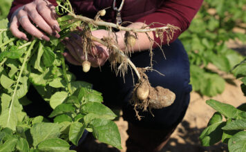 Potato prices slide as onion market holds firm